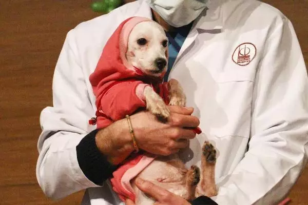 Ankara'da ses telleri kesilen 20 köpek kura ile sahiplendirildi Ankara'da ses telleri kesilen 20 köpek kura ile sahiplendirildi