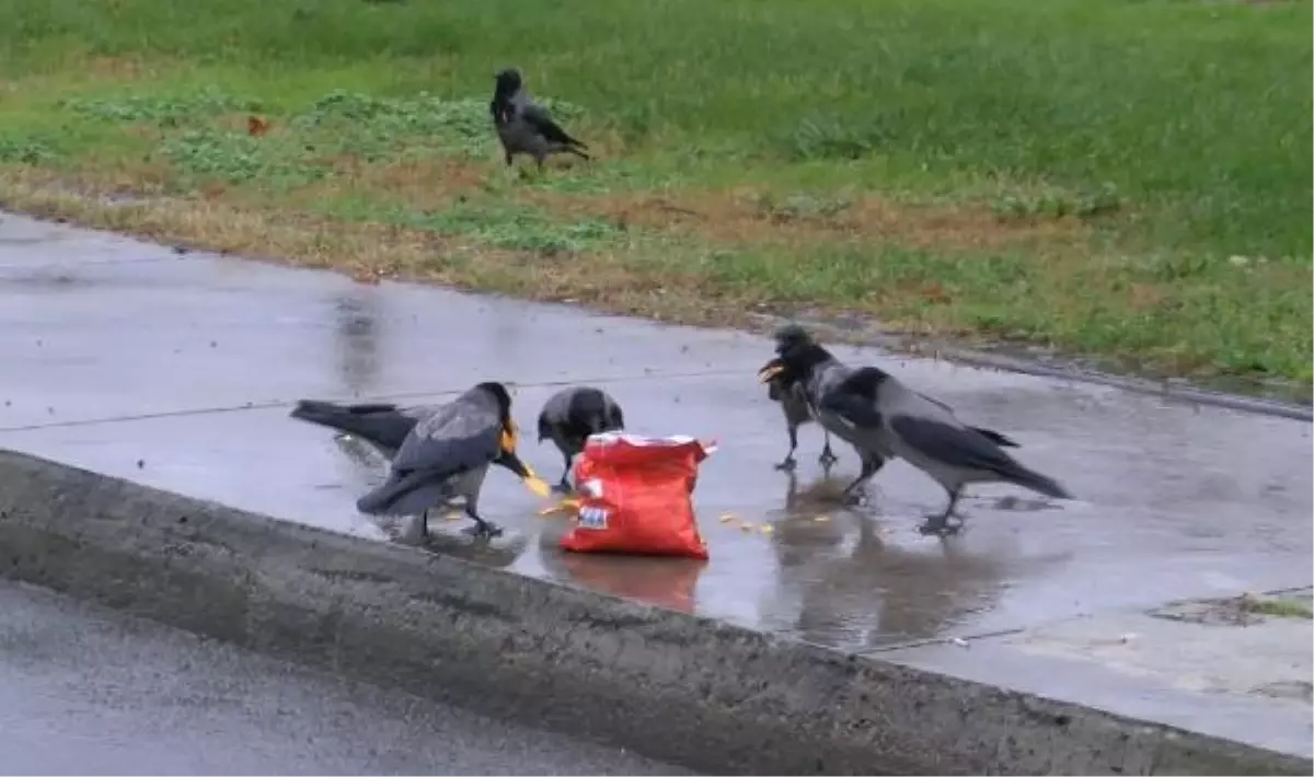 Son dakika haber! Kargaların cips ziyafeti kamerada