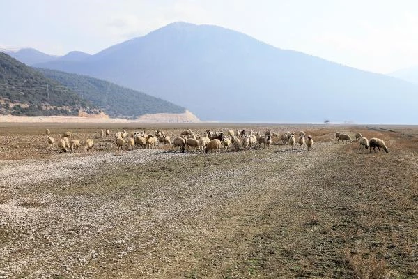 Son dakika haberleri | Kuruyan Avlan Gölü, koyun ve keçi sürülerine kaldı