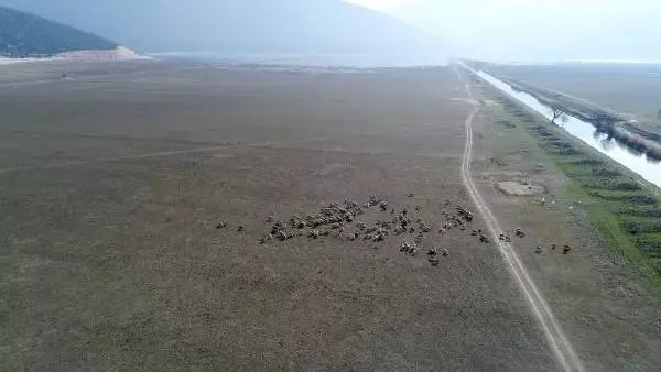 Son dakika haberleri | Kuruyan Avlan Gölü, koyun ve keçi sürülerine kaldı Son dakika haberleri | Kuruyan Avlan Gölü, koyun ve keçi sürülerine kaldı