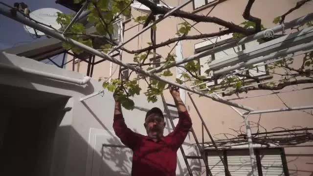 Sarıgöl'de ılık hava üzüm bağlarını erken uyandırdı Sarıgöl'de ılık hava üzüm bağlarını erken uyandırdı