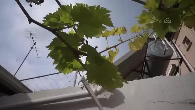 Sarıgöl'de ılık hava üzüm bağlarını erken uyandırdı Sarıgöl'de ılık hava üzüm bağlarını erken uyandırdı
