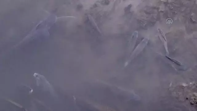 Son dakika... Yeşilırmak'ta balık ölümleri görülüyor Son dakika... Yeşilırmak'ta balık ölümleri görülüyor