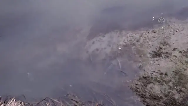 Son dakika... Yeşilırmak'ta balık ölümleri görülüyor Son dakika... Yeşilırmak'ta balık ölümleri görülüyor