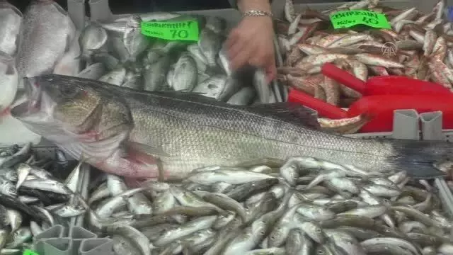 Akçakoca'da avlanan 3 levrek 2 bin 600 liraya satılacak Akçakoca'da avlanan 3 levrek 2 bin 600 liraya satılacak