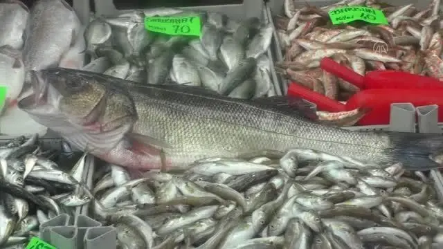 Akçakoca'da avlanan 3 levrek 2 bin 600 liraya satılacak Akçakoca'da avlanan 3 levrek 2 bin 600 liraya satılacak