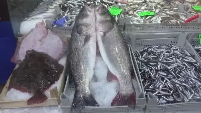 Akçakoca'da avlanan 3 levrek 2 bin 600 liraya satılacak Akçakoca'da avlanan 3 levrek 2 bin 600 liraya satılacak