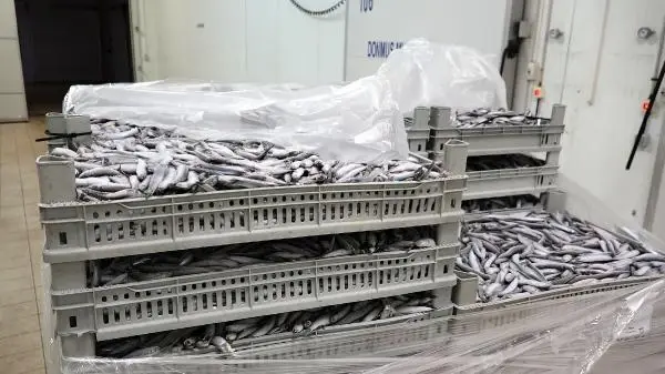 Avı yasaklanan hamsi için buzhaneler açıldı, stoklar piyasaya sürülüyor Avı yasaklanan hamsi için buzhaneler açıldı, stoklar piyasaya sürülüyor