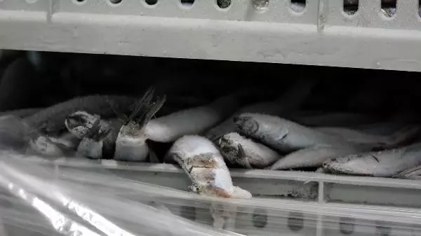 Avı yasaklanan hamsi için buzhaneler açıldı, stoklar piyasaya sürülüyor Avı yasaklanan hamsi için buzhaneler açıldı, stoklar piyasaya sürülüyor