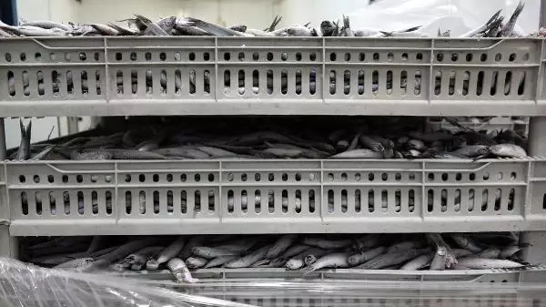 Avı yasaklanan hamsi için buzhaneler açıldı, stoklar piyasaya sürülüyor Avı yasaklanan hamsi için buzhaneler açıldı, stoklar piyasaya sürülüyor