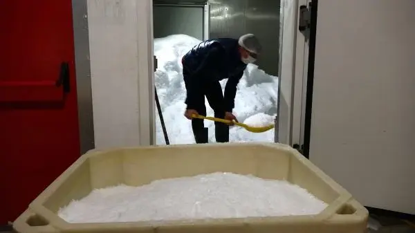 Avı yasaklanan hamsi için buzhaneler açıldı, stoklar piyasaya sürülüyor Avı yasaklanan hamsi için buzhaneler açıldı, stoklar piyasaya sürülüyor