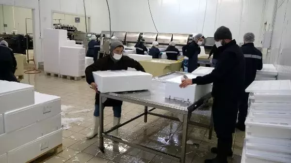 Avı yasaklanan hamsi için buzhaneler açıldı, stoklar piyasaya sürülüyor Avı yasaklanan hamsi için buzhaneler açıldı, stoklar piyasaya sürülüyor