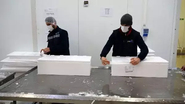 Avı yasaklanan hamsi için buzhaneler açıldı, stoklar piyasaya sürülüyor Avı yasaklanan hamsi için buzhaneler açıldı, stoklar piyasaya sürülüyor