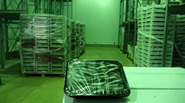 Avı yasaklanan hamsi için buzhaneler açıldı, stoklar piyasaya sürülüyor Avı yasaklanan hamsi için buzhaneler açıldı, stoklar piyasaya sürülüyor