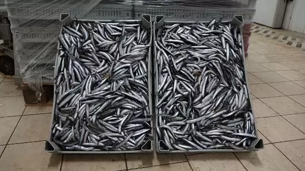 Avı yasaklanan hamsi için buzhaneler açıldı, stoklar piyasaya sürülüyor Avı yasaklanan hamsi için buzhaneler açıldı, stoklar piyasaya sürülüyor