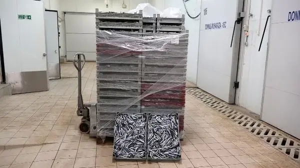 Avı yasaklanan hamsi için buzhaneler açıldı, stoklar piyasaya sürülüyor Avı yasaklanan hamsi için buzhaneler açıldı, stoklar piyasaya sürülüyor
