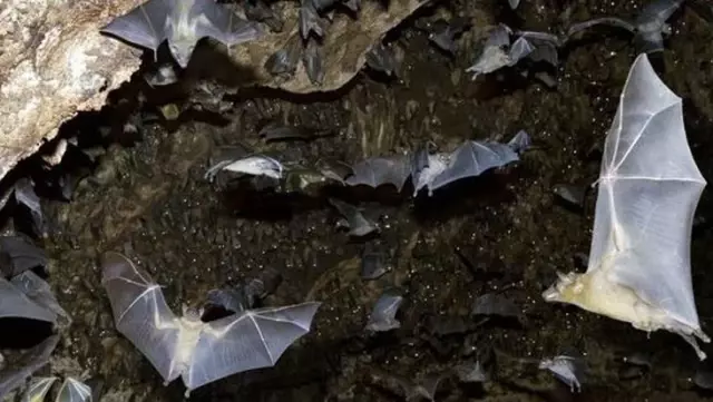 Dünya koronavirüsle mücadele ederken ölüm oranı yüzde 75'e kadar çıkan yeni hastalık kapıda: Nipah virüsü Dünya koronavirüsle mücadele ederken ölüm oranı yüzde 75'e kadar çıkan yeni hastalık kapıda: Nipah virüsü