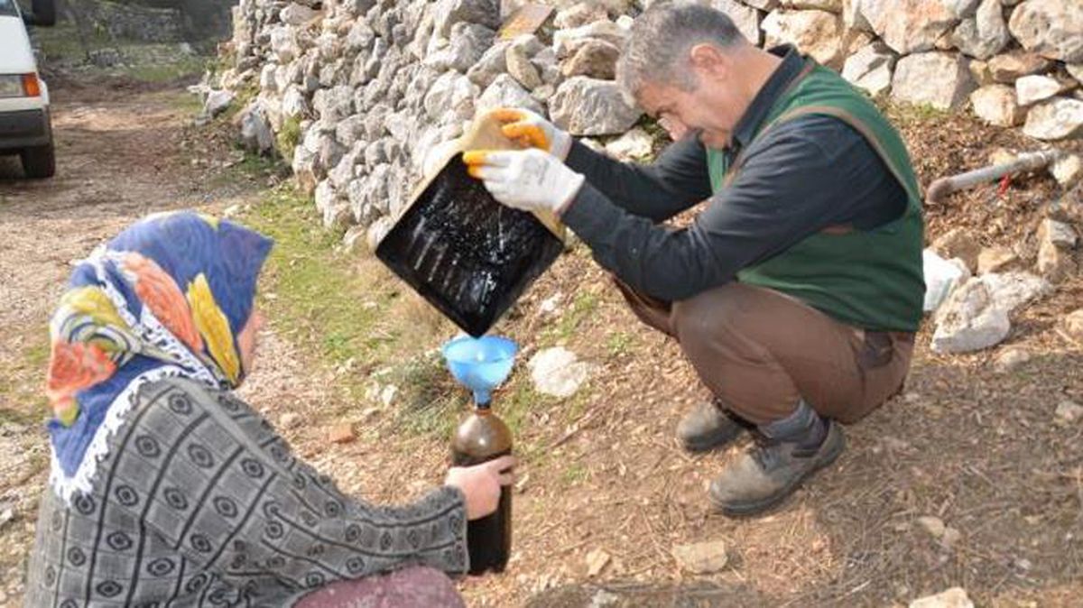 Faydaları saymakla bitmeyen katranın kilosu 150 liradan alıcı buluyor