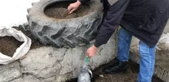 Hayvan gübresi ile evin suyunun donmasını önledi