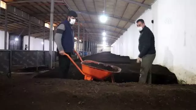 Kuyumculuğu bırakıp solucan gübresi üreticisi oldu Kuyumculuğu bırakıp solucan gübresi üreticisi oldu