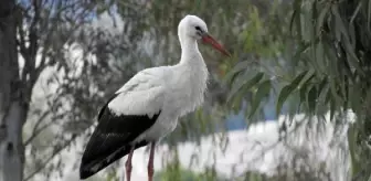 Patara Antik Kenti'nin zamansız konuğu leylekler şaşırttı