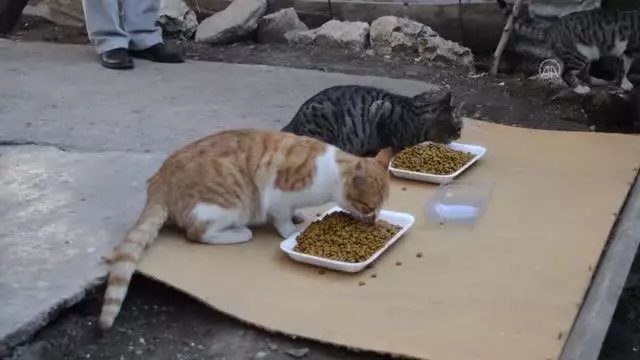 Sokak hayvanlarının gönüllü bakıcısı Sokak hayvanlarının gönüllü bakıcısı