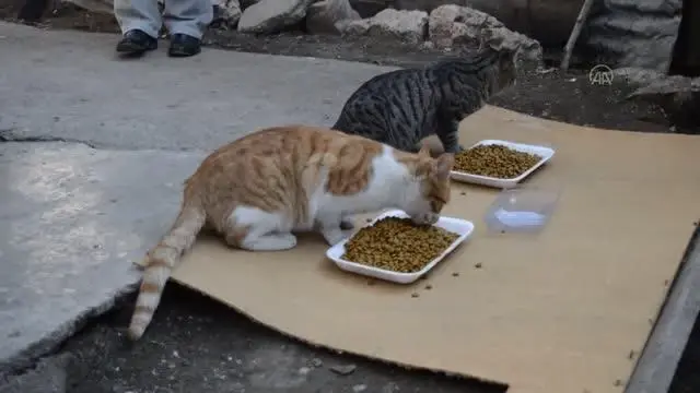 Sokak hayvanlarının gönüllü bakıcısı Sokak hayvanlarının gönüllü bakıcısı
