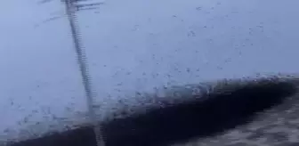 Son dakika gündem: Anız yangını sandıkları tarladaki siyahlık, kuşu sürüsü çıktı