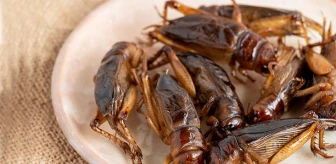 Uzman isimden korkutan senaryo: Küresel ısınma nedeniyle böcekleri yemeye başlayabiliriz