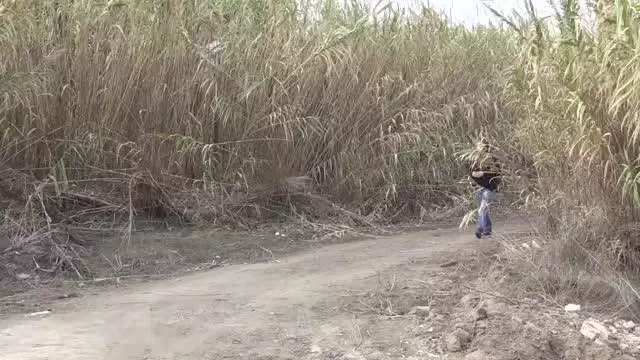Çizgili gerdanlı kırlangıç gözlemlendi Çizgili gerdanlı kırlangıç gözlemlendi