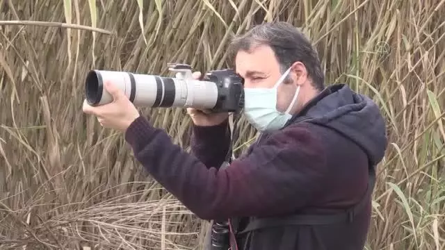 Çizgili gerdanlı kırlangıç gözlemlendi Çizgili gerdanlı kırlangıç gözlemlendi