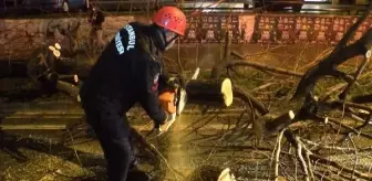 Son dakika haberi: Kadıköy'de devrilen ağaç itfaiye ekipleri tarafından kaldırıldı