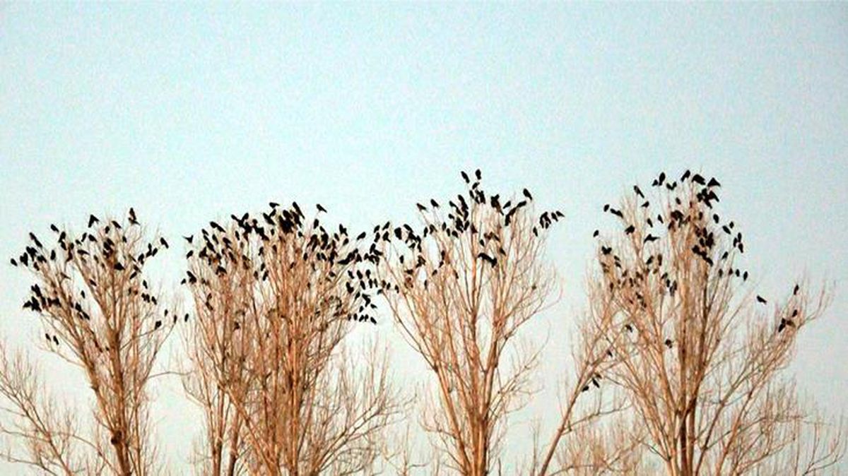 Karga istilasının yaşandığı mahallenin sakinleri rahat yüzü görmüyor