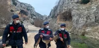 Jandarma, yavru yaban keçisini montuyla soğuktan korudu