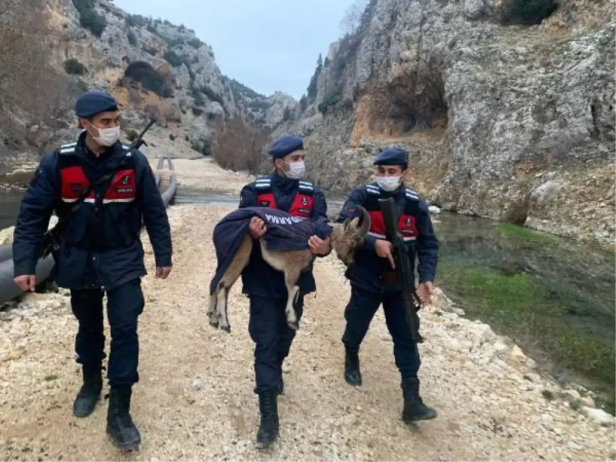 Jandarma, yavru yaban keçisini montuyla soğuktan korudu