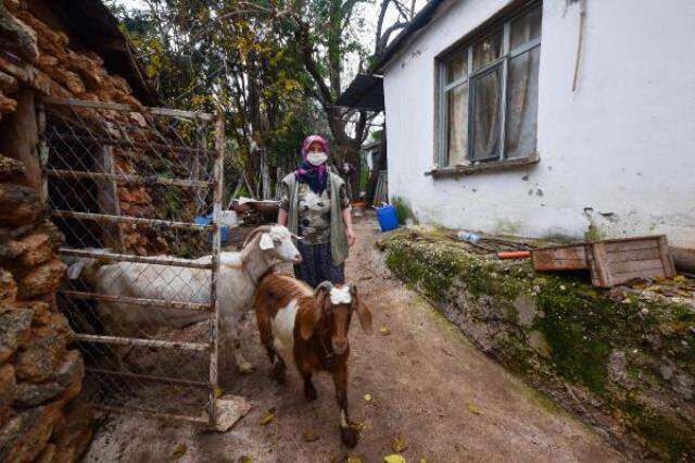 Tepkilere aldırış etmeyen kadın, şehrin göbeğinde çobanlık yapıyor
