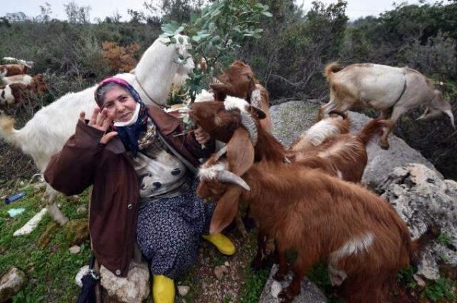 Tepkilere aldırış etmiyor, şehrin göbeğinde çobanlık yapıyor