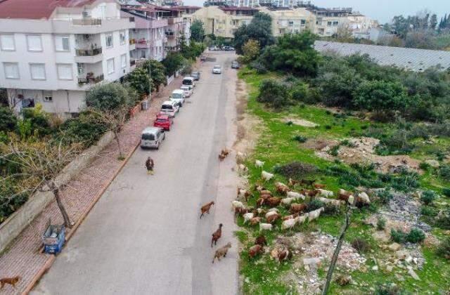 Tepkilere aldırış etmiyor, şehrin göbeğinde çobanlık yapıyor