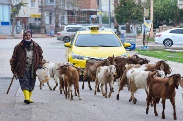 Tepkilere aldırış etmiyor, şehrin göbeğinde çobanlık yapıyor