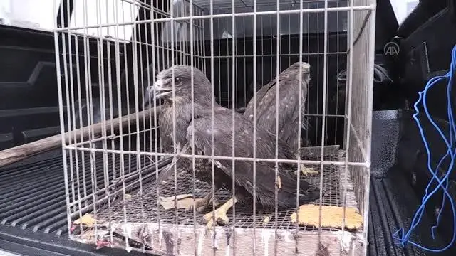 Son dakika haberleri: 3 yaralı şahin, tedavilerinin ardından doğaya salındı Son dakika haberleri: 3 yaralı şahin, tedavilerinin ardından doğaya salındı