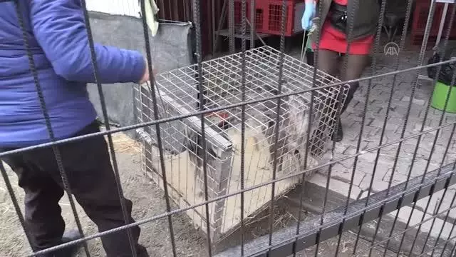 Son dakika haberleri: 3 yaralı şahin, tedavilerinin ardından doğaya salındı Son dakika haberleri: 3 yaralı şahin, tedavilerinin ardından doğaya salındı