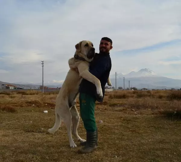 Fiyatı 70 bin liraya kadar çıkıyor! 'Aksaray malaklısı' almak isteyenler, 6 ay sırada bekliyor