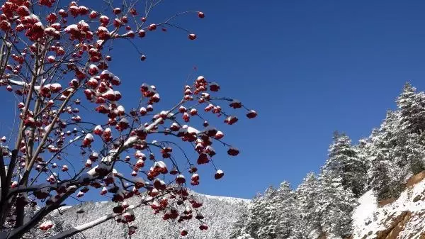 Beyaza bürünen Zigana Dağı'nda seyirlik manzara Beyaza bürünen Zigana Dağı'nda seyirlik manzara