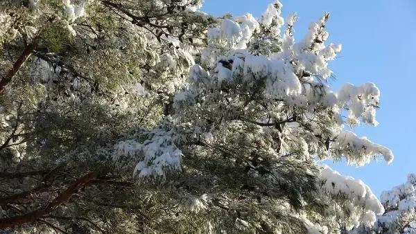 Çanakkale'ye yılın ilk karı yağdı, vatandaşlar keyfini çıkarttı Çanakkale'ye yılın ilk karı yağdı, vatandaşlar keyfini çıkarttı