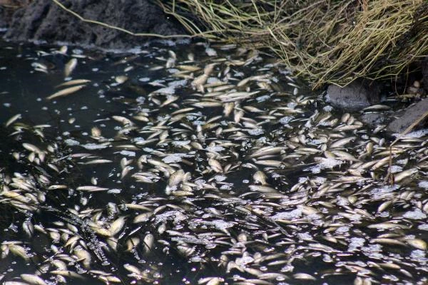 Cırnık Köprüsü'nün bulunduğu bölgede binlerce balık telef oldu