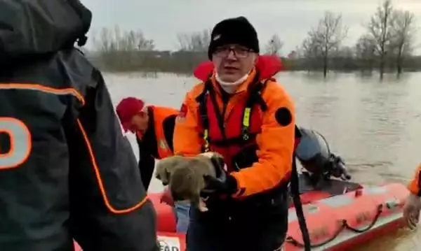 Edirne'de selde mahsur kalan yavru köpekleri, AFAD kurtardı Edirne'de selde mahsur kalan yavru köpekleri, AFAD kurtardı