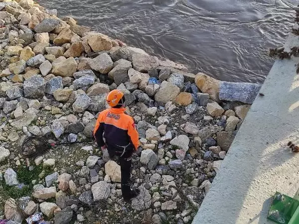 Edirne'de selde mahsur kalan yavru köpekleri, AFAD kurtardı Edirne'de selde mahsur kalan yavru köpekleri, AFAD kurtardı