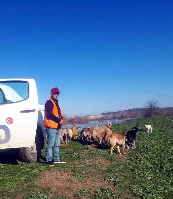 Edirne'de selde mahsur kalan yavru köpekleri, AFAD kurtardı Edirne'de selde mahsur kalan yavru köpekleri, AFAD kurtardı