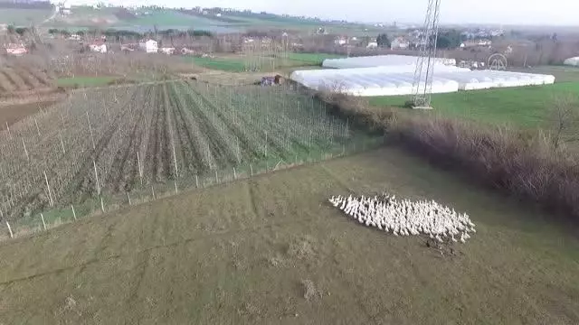 Gurbetten dönüp şehir stresinden uzaklaşmak için kaz çiftliği kurdu Gurbetten dönüp şehir stresinden uzaklaşmak için kaz çiftliği kurdu