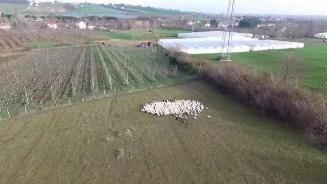 Gurbetten dönüp şehir stresinden uzaklaşmak için kaz çiftliği kurdu Gurbetten dönüp şehir stresinden uzaklaşmak için kaz çiftliği kurdu